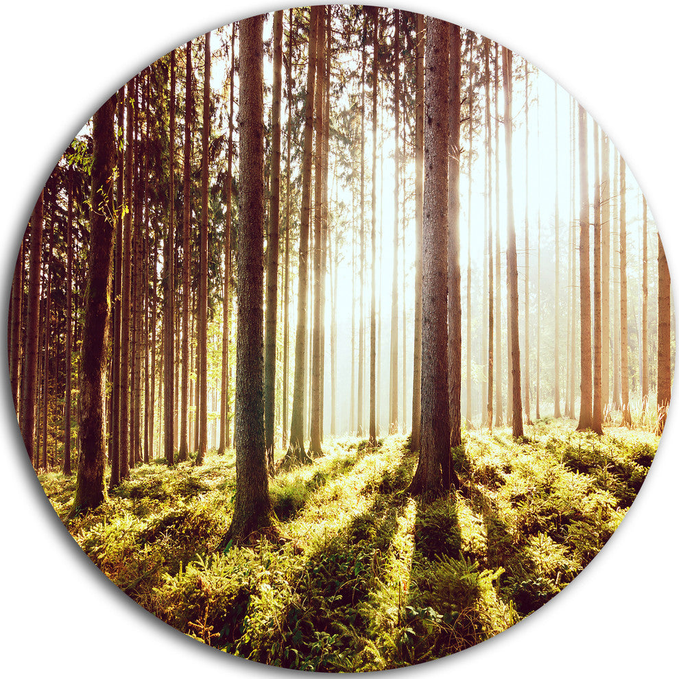 Early Morning Shadows Of Forest, Forest Round Metal Wall Art, 36"