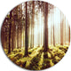 Early Morning Shadows Of Forest, Forest Round Metal Wall Art, 36"