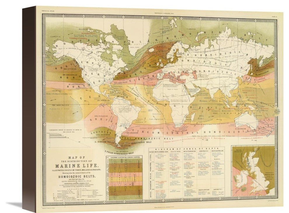 "Marine life, 1854" Stretched Canvas Giclee by Edward Forbes, 16"x13"