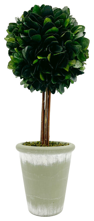 Single potted topiary on white background (full white-back view).