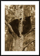 "Black Bear two cubs in tree, Orr, Minnesota"  by Matthias Breiter, 32x44"