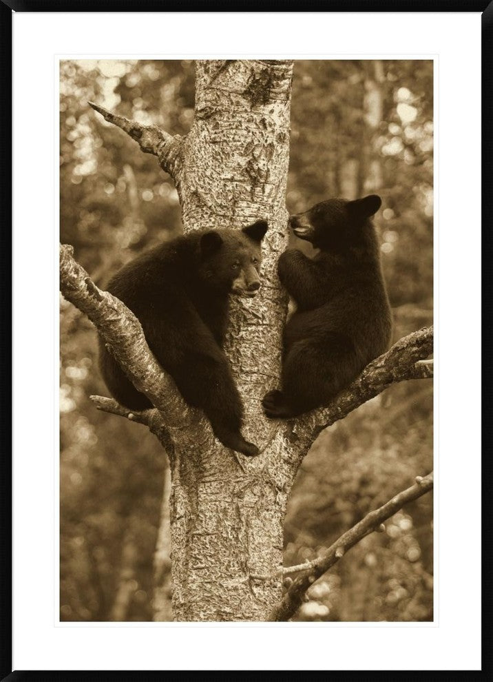 "Black Bear two cubs in tree, Orr, Minnesota"  by Matthias Breiter, 32x44"