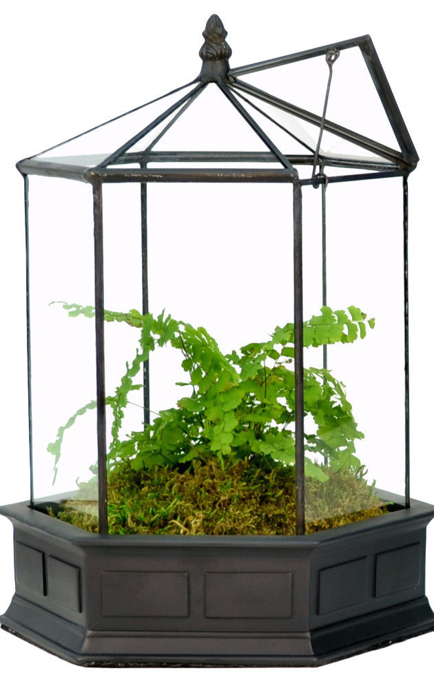 Six Sided Glass Terrarium, Wardian Case Plant Container