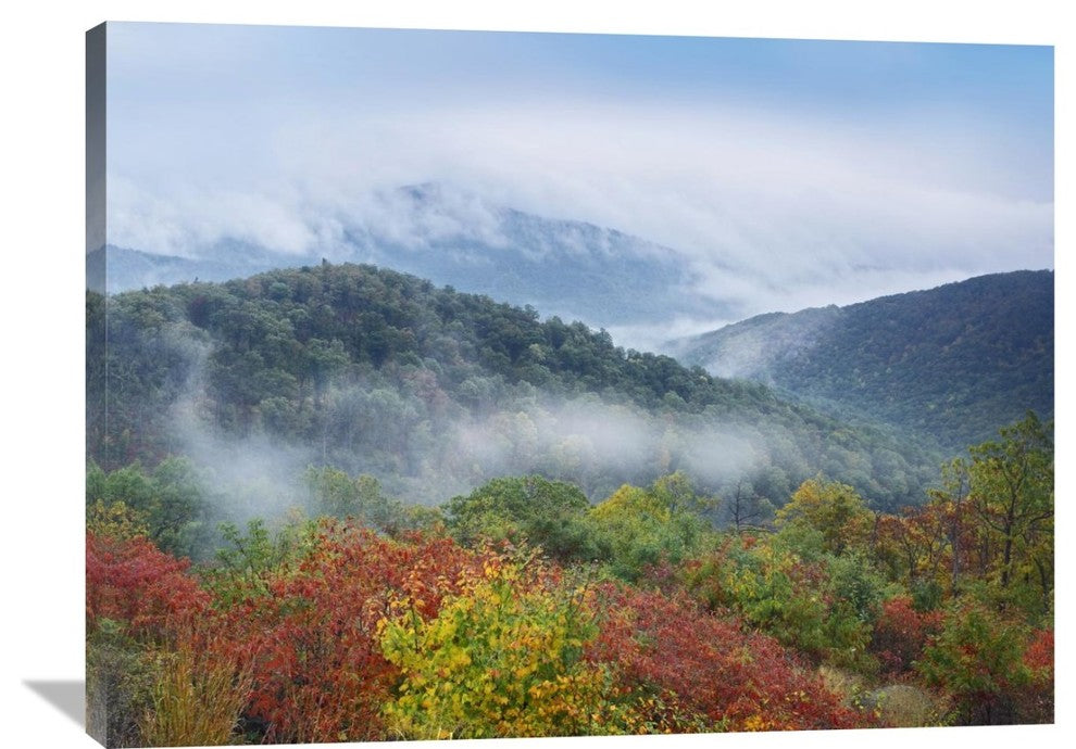 "Broadleaf Forest, Shenandoah National Park, Virginia" Artwork