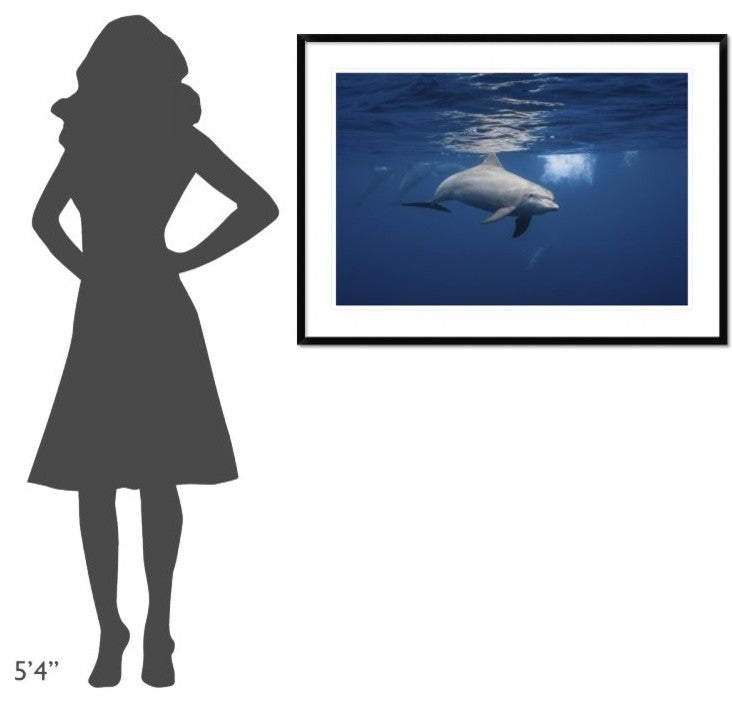 "Curious Dolphin" Framed Digital Print by Barathieu Gabriel, 44x32"