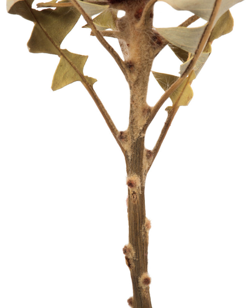 Vickerman 12" Natural Baxteri, Banksia Flower With Stem, Dried