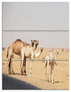 Camels in Sunny Sahara Desert, Animal Triptych Canvas Art Print, 28x36, 3 Panels