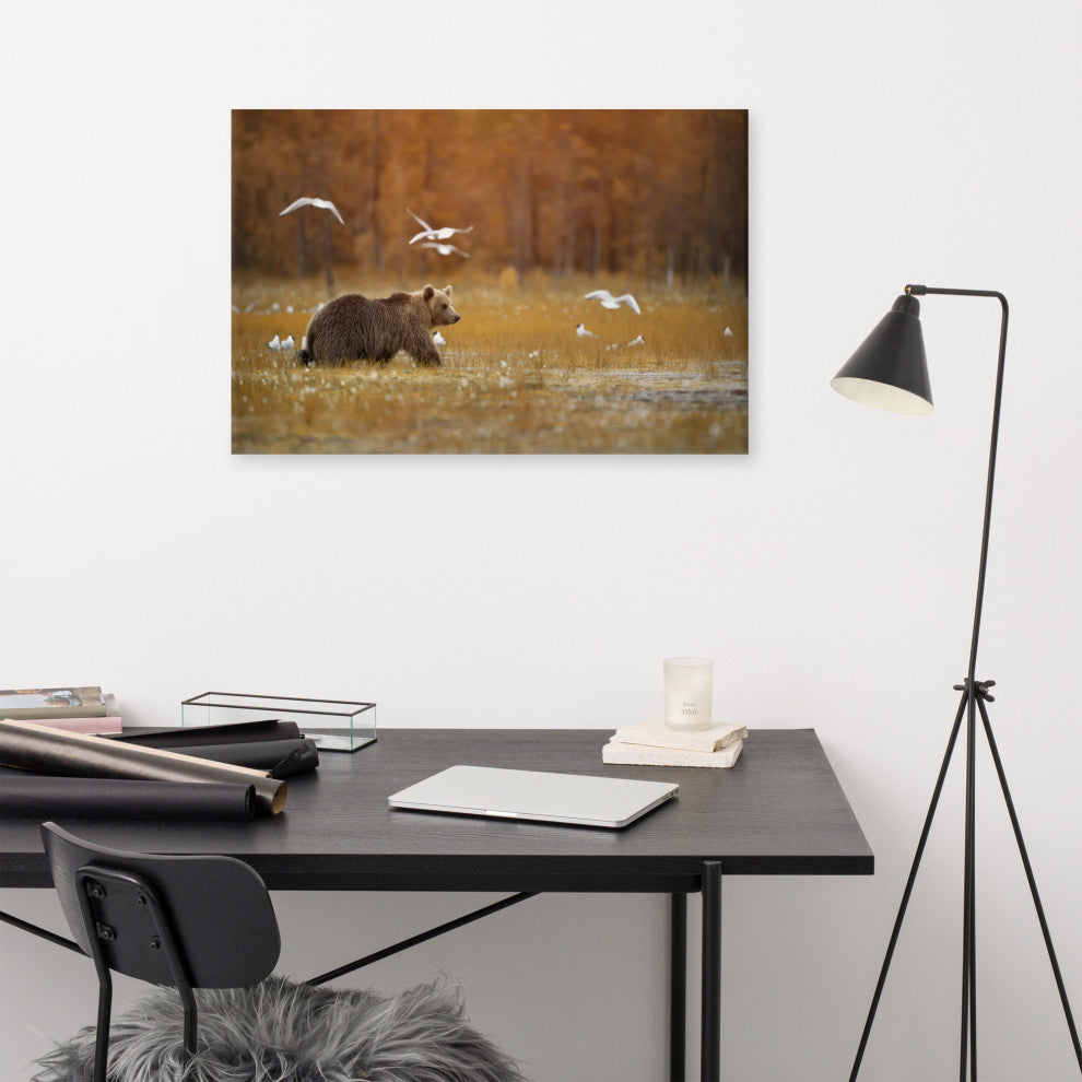 Brown Bear Crossing Marshlands Wildlife Landscape Photo Canvas Wall Art Print, 24" X 36"