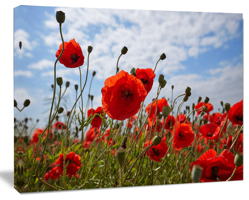 Bright Red Poppy Flowers Photo, Flower Artwork on Canvas, 60"x28"