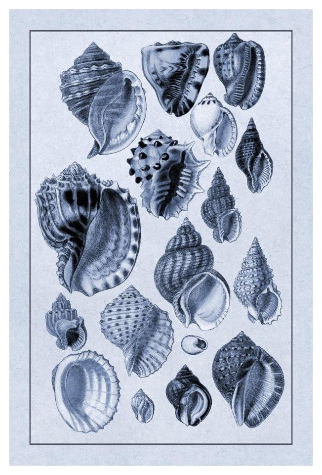 "Shells: Purpurifera (Blue)" Digital Paper Print by G.B. Sowerby, 18"x26"