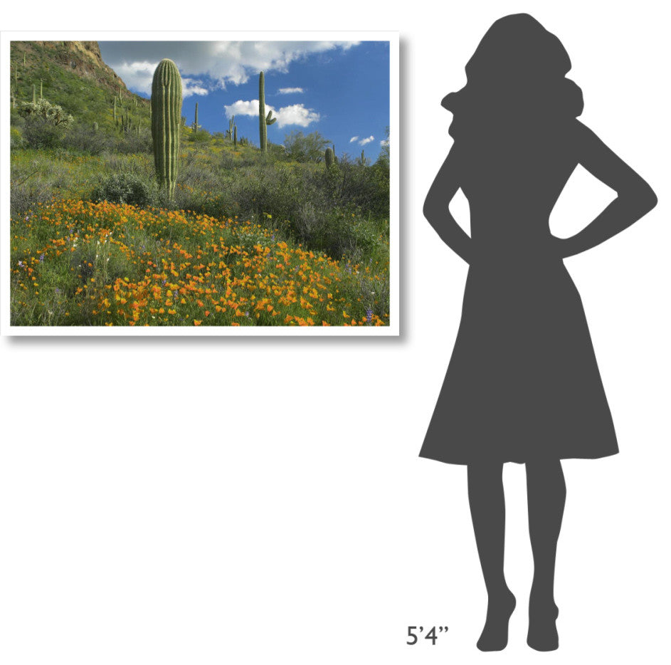 "California Poppy, Saguaro cacti, Organ Pipe Cactus Monument" Paper Art, 42"x32"
