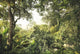 Wilderness Wall Mural XXL4-024