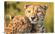 "Cheetah Eyes" Stretched Canvas Giclee by Jaco Marx, 16"x11"