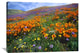 "California Poppy And Other Wildflowers, Antelope Valley, California" Artwork