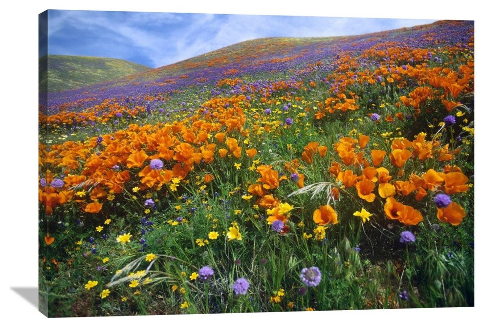"California Poppy And Other Wildflowers, Antelope Valley, California" Artwork