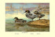 Falcated Teal Ducks- Fine Art Giclee Print 24" x 36"