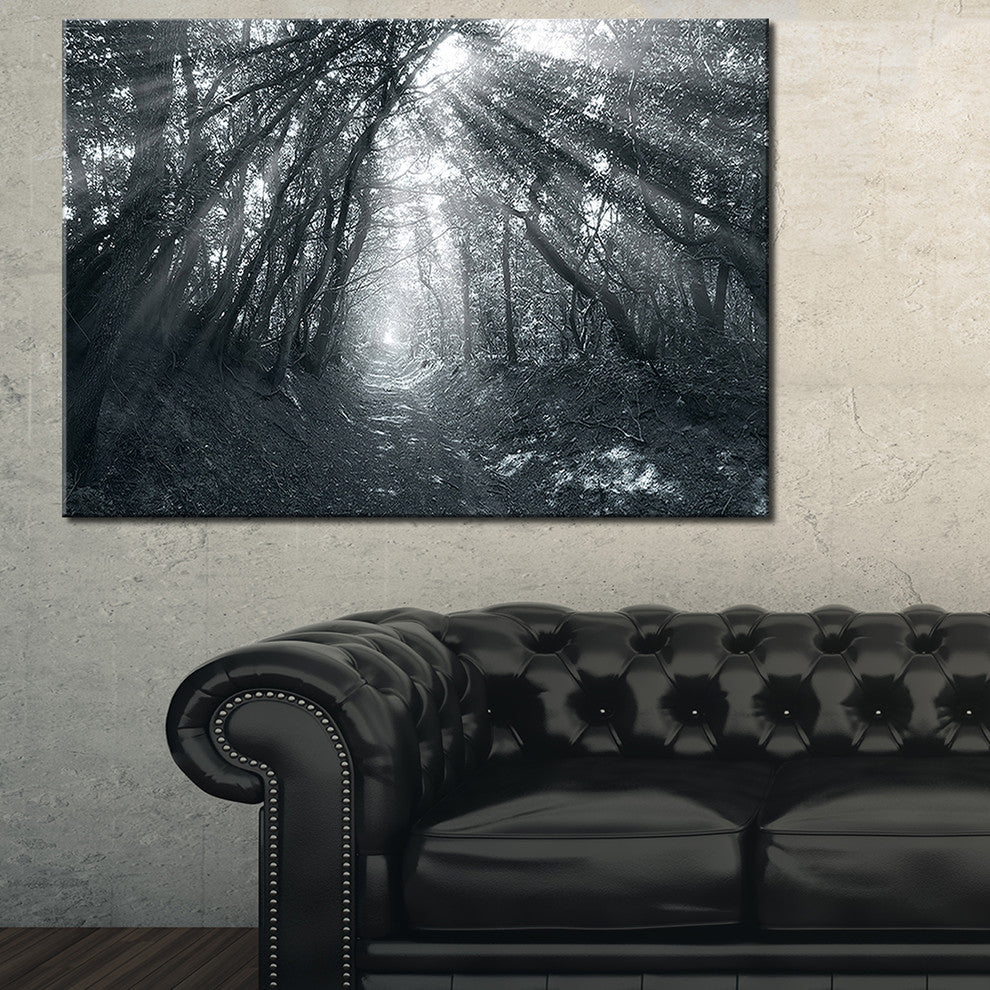 "Sun Rays Through Gray Trees" Landscape Canvas Photo Print, 40"x20"