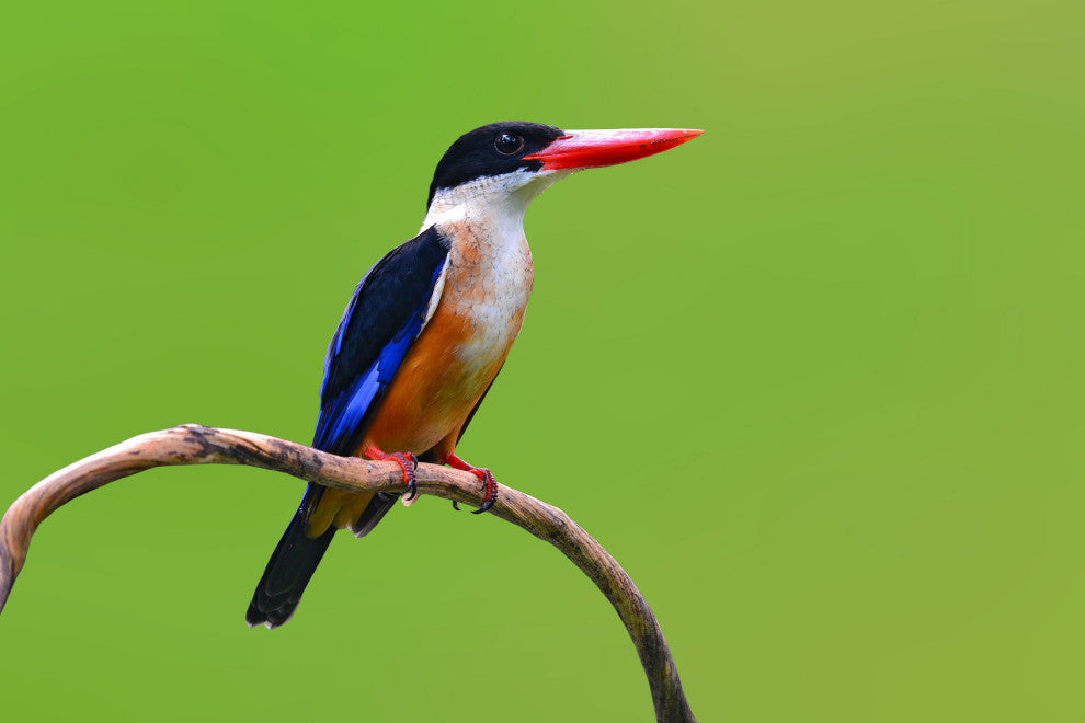 Black Capped Kingfisher Bird on Perch Wildlife Photograph Canvas Wall Art Print, 16" X 20"