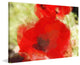 "Red Poppy" Painting Print on Canvas by Irena Orlov