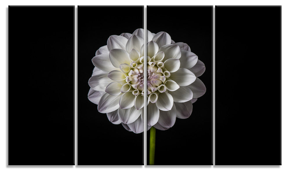 "Isolated Dahlia Flower in Black" Canvas Print, 4-Panels, 48"x28"