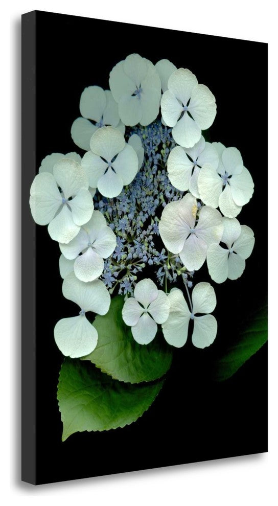 "Floral Color - 25" By Alan Blaustein, Giclee Print on Gallery Wrap Canvas