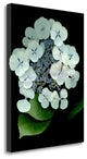 "Floral Color - 25" By Alan Blaustein, Giclee Print on Gallery Wrap Canvas