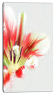 Large Watercolor Red Tulip Flower, Large Floral Canvas Artwork, 16"x32"