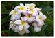 Pierre Leclerc 'Plumeria' Canvas Art, 47x30
