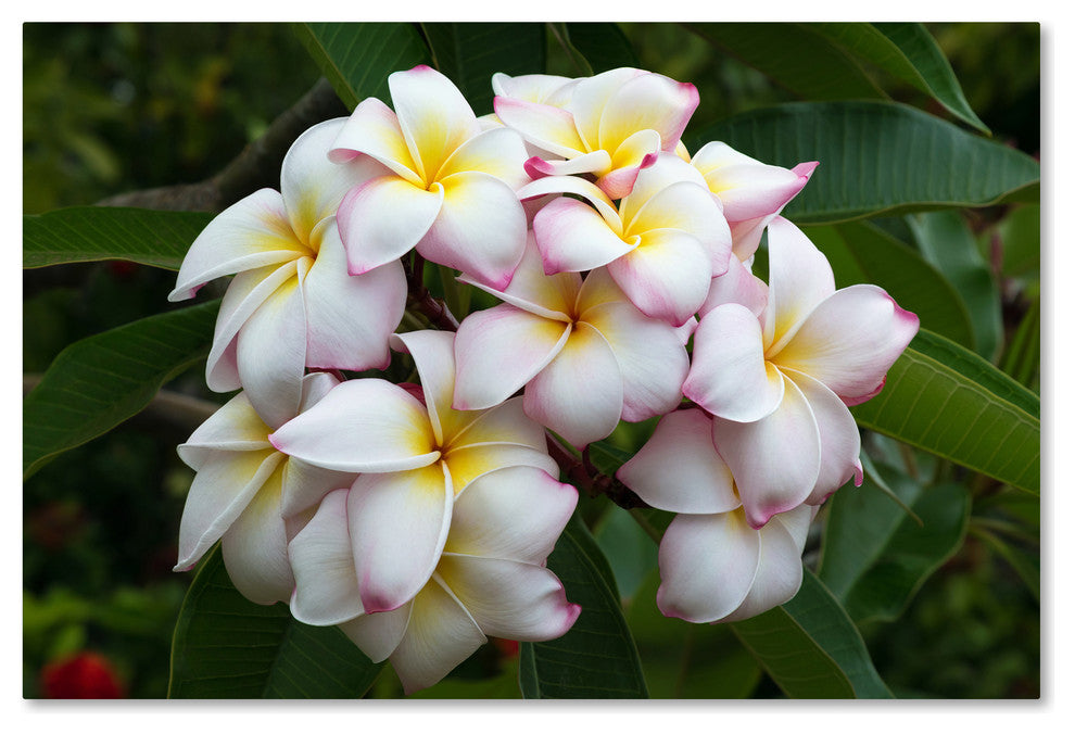 Pierre Leclerc 'Plumeria' Canvas Art, 47x30