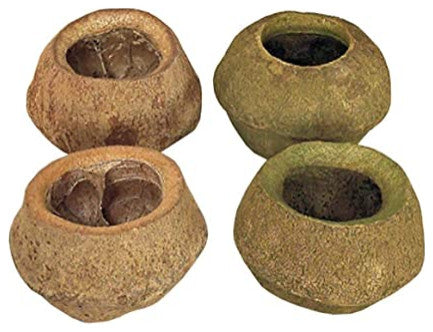 Vickerman H2Spl100-3 5" Basil Sapa Pod, 3 Pack, Dried