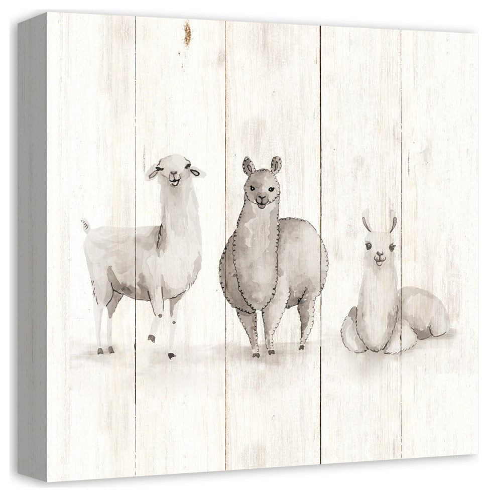 All The Llamas 16x16 Canvas Wall Art