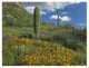 "California Poppy, Saguaro cacti, Organ Pipe Cactus Monument" Paper Art, 26"x20"