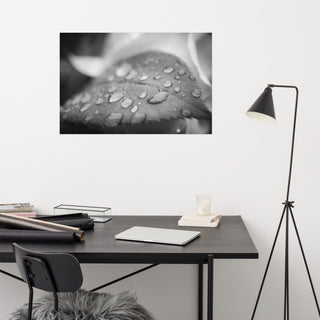 Dew on Leaf of Rose Plant Black & White Botanical Unframed Wall Art Print, 24" X 36"