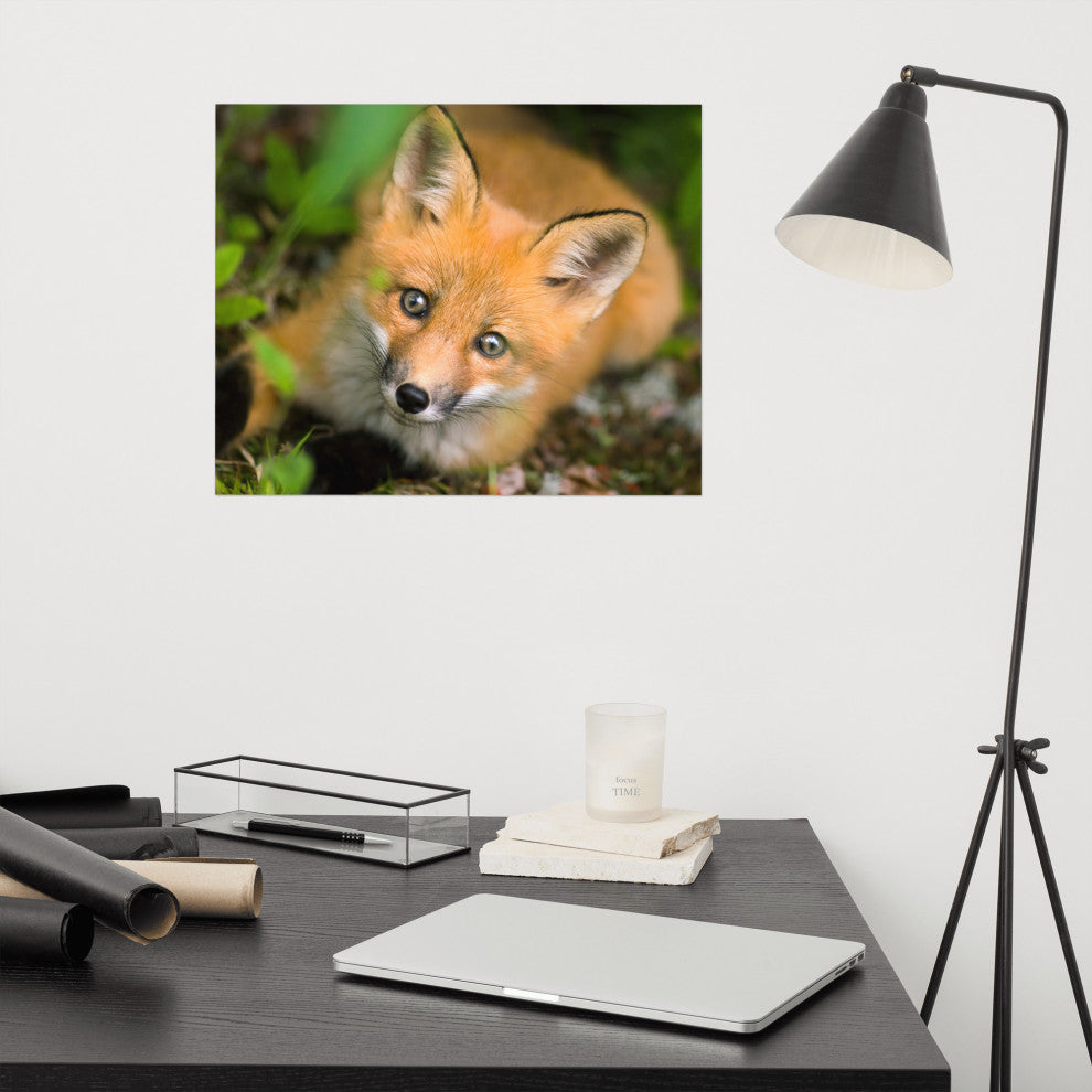 Young Red Fox Face Animal Wildlife Nature Photograph Loose Wall Art Print, 16" X 20"