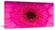 Macro Photo of Gerbera Flower, Flowers Canvas Wall Artwork, 32"x16"