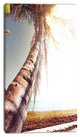 Huge Bent Coconut Tree To Beach, Landscape Wall Art on Canvas, 16"x32"