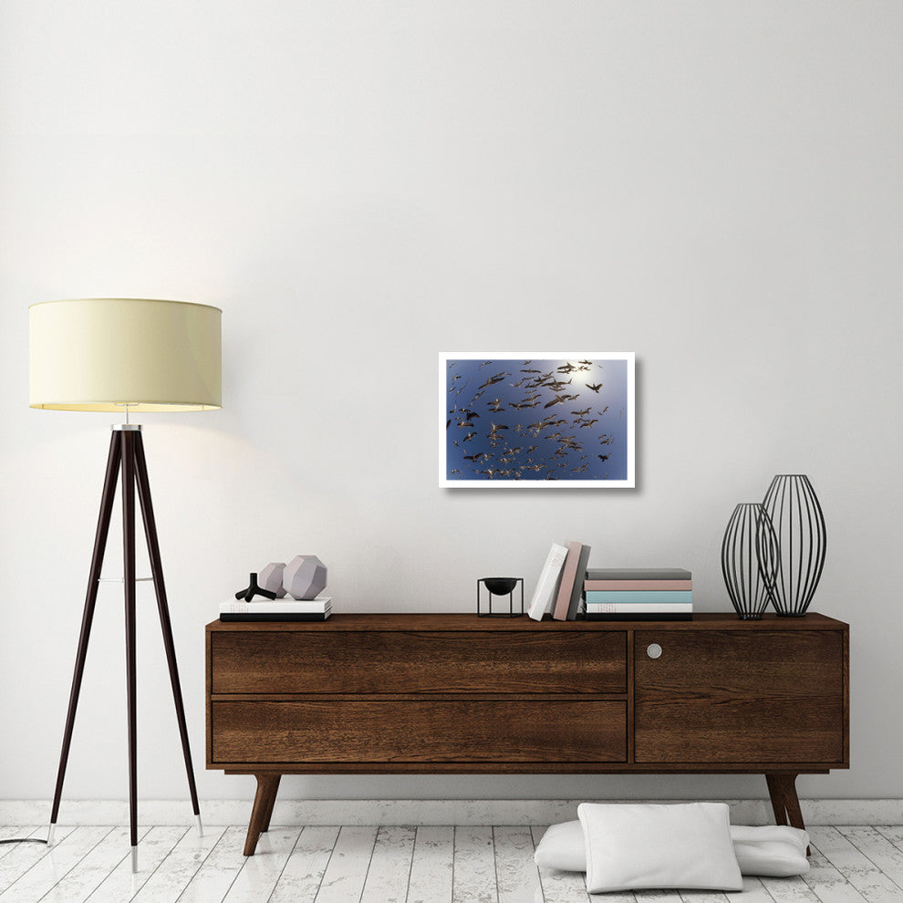 "Western Gulls flying, North America" Paper Print by Tim Fitzharris, 26"x18"