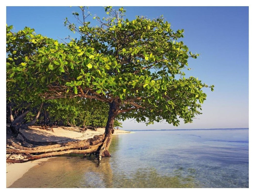 "Roatan Island, Honduras" Digital Paper Print by Tim Fitzharris, 18"x14"