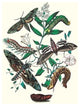 Moths: S. Pinastri, S. Convolvuli, S. Lingustri- Gallery Wrapped Canvas Art