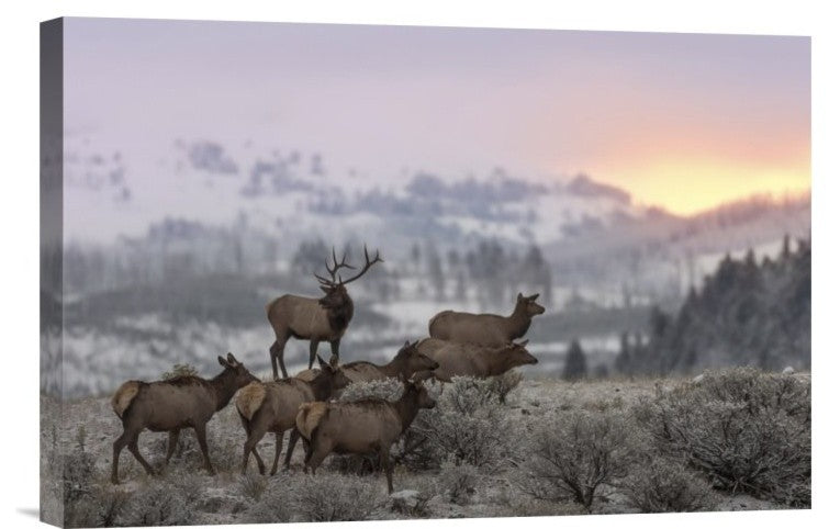 "First Light" Stretched Canvas Giclee by Nick Kalathas, 18x12"