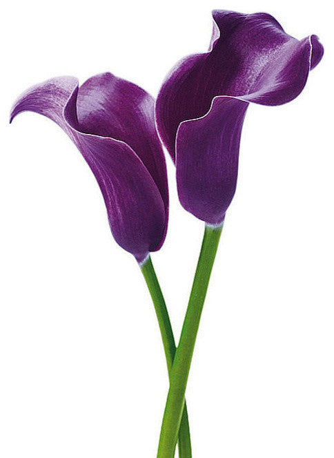Purple Calla Lilies Mural DM675