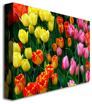 'MultiColored Tulips' Canvas Art by Kurt Shaffer