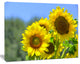 Beautiful Sunflowers View, Floral Canvas Art Print, 20"x12"