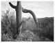 "Cactus, Saguaro National Monument, 1941-1942" Paper Art, 24"x19"