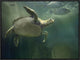 "Green Sea Turtle and fish, Sabah, Malaysia"  by Tim Fitzharris, 25x19"