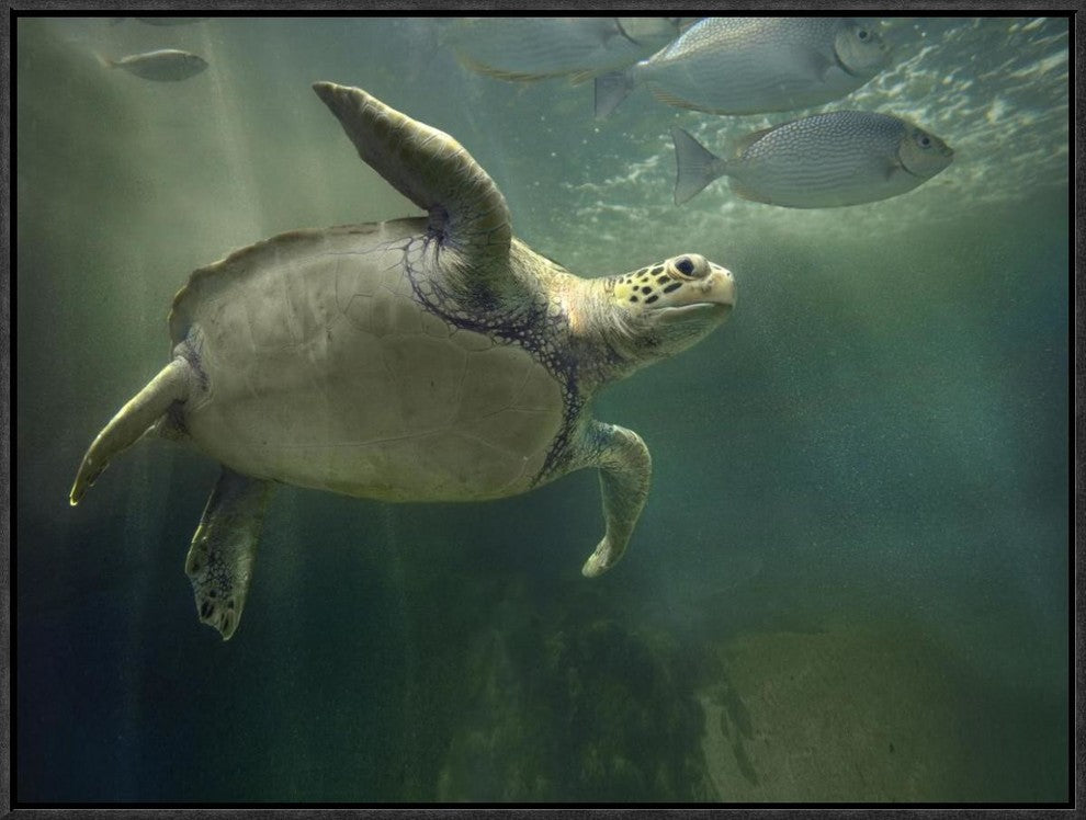 "Green Sea Turtle and fish, Sabah, Malaysia"  by Tim Fitzharris, 25x19"
