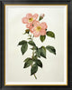 "Rosa Indica Frangras (Flora Simplici)"  by Pierre Joseph Redoute, 29x36"