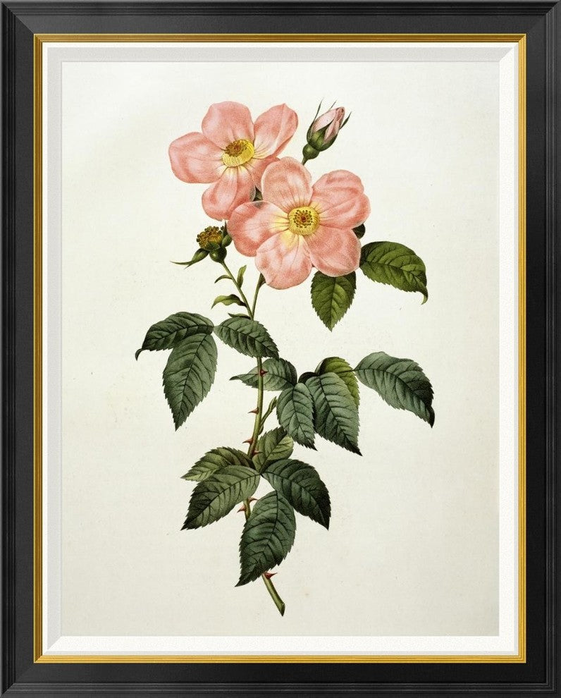 "Rosa Indica Frangras (Flora Simplici)"  by Pierre Joseph Redoute, 29x36"
