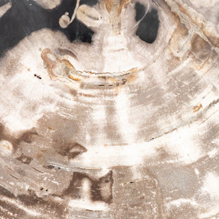 Petrified Wood Organic Sculpture-Dark