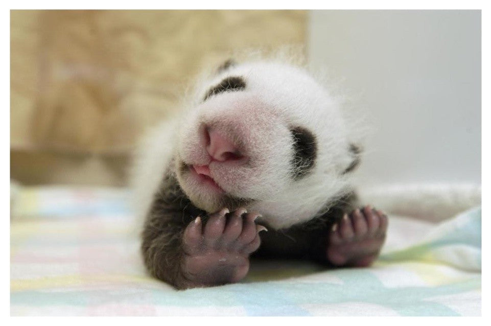 "Giant Panda baby stretching, Wolong Nature Reserve, China" Paper Art, 26"x18"